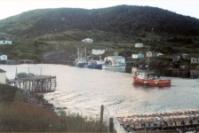 556: Red Island. "When all the crab fishermen were in". (2002) [courtesy of Madonna (Bishop)  Mulrooney]